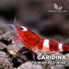 Caridina Taiwan Bee "Red Wine"