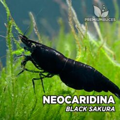 Neocaridina "Black Sakura" Gamba Negra