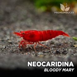 Neocaridina "Bloody Mary" Gamba Roja