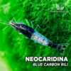 Neocaridina "Blue Carbon Rili"