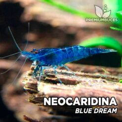Neocaridina "Blue Dream" Gamba Azul Blue Velvet