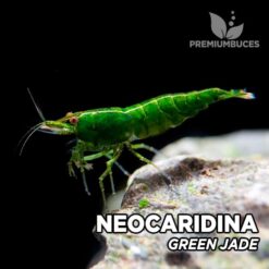 Neocaridina "Green Jade" Gamba Verde