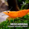 Neocaridina "Orange Sunkist" Gamba Orange Sakura Naranja