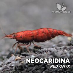 Neocaridina "Red Onyx"