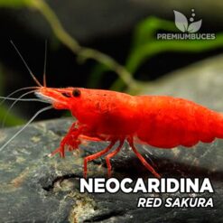 Neocaridina "Red Sakura" Gamba Sakura Roja