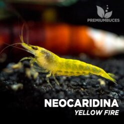 Neocaridina "Yellow Fire" Gamba Amarilla