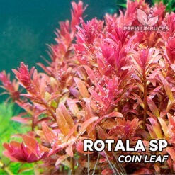 Rotala sp. “Coin Leaf” Planta de acuario