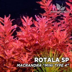 Rotala Macrandra “Mini Type 4” Planta de acuario
