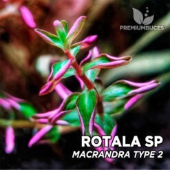 Rotala Macrandra “Mini Type 2” Planta de acuario