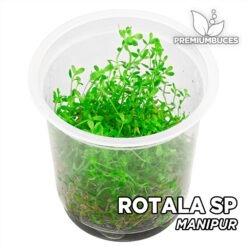 Rotala sp. "Manipur"