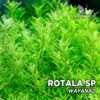 Rotala sp. “Wayanad” Planta de acuario