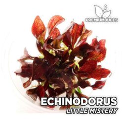 Echinodorus “Little Mystery” Planta de acuario