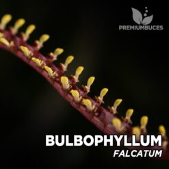 Bulbophyllum Falcatum orquídea para terrario