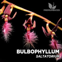 Bulbophyllum Saltatorium orquídea para terrario
