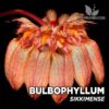 Bulbophyllum Sikkimense orquídea para terrario