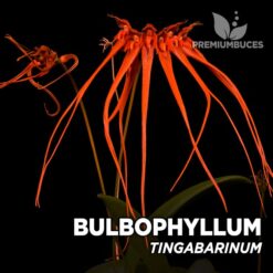 Bulbophyllum Tingabarinum orquídea para terrario