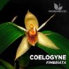 Coelogyne Fimbriata orquídea para terrario