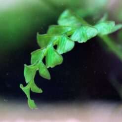 Alternative view of Crepidomanes sp. "Auriculatum" Asplenium cf. Normale - Hymenasplenium Obscurum