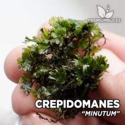 Crepidomanes sp. “Minutum” Planta de acuario