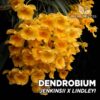 Dendrobium Jenkinsii x Lindleyi orquídea para terrario