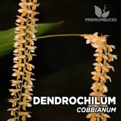 Dendrochilum Cobbianum orquídea para terrario
