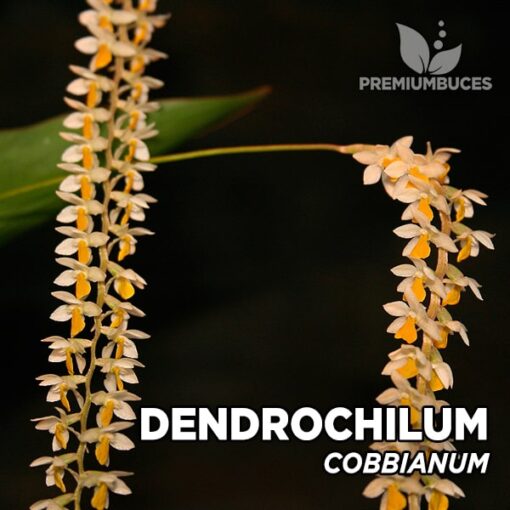 Dendrochilum Cobbianum orquídea para terrario