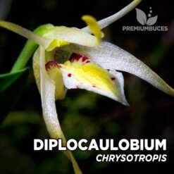 Diplocaulobium Chrysotropis orquídea para terrario