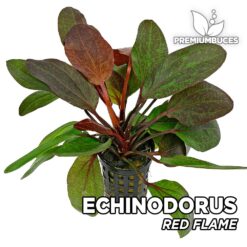Echinodorus “Red Flame” Planta de acuario