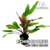 Echinodorus “Red Wild Grass” Planta de acuario