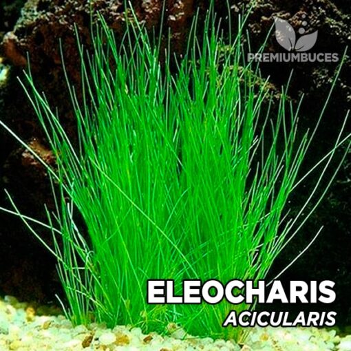 Eleocharis “Acicularis” Planta de acuario