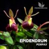 Epidendrum Porpax orquídea para terrario