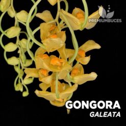 Gongora Galeata orquídea para terrario