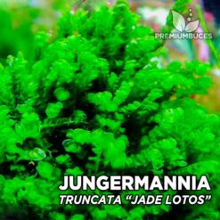Jungermannia Truncata – Jade Lotos Musgo de acuario