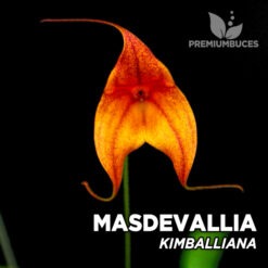 Masdevallia Kimballiana orquídea para terrario