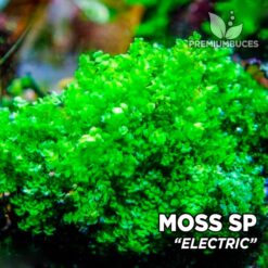 Moss sp. "Electric"
