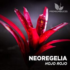 Neoregelia Hojo Rojo Planta de terrario