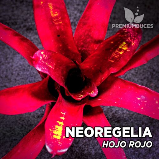 Neoregelia Hojo Rojo Planta de terrario