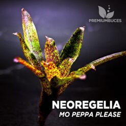 Neoregelia Mo Peppa Please Planta de terrario