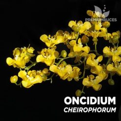 Oncidium Cheirophorum orquídea para terrario