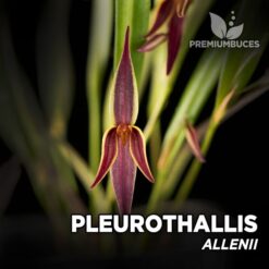 Pleurothallis Allenii orquídea para terrario