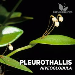 Pleurothallis Niveoglobula orquídea para terrario