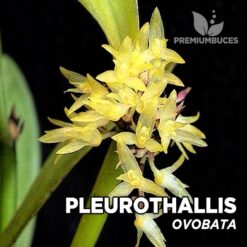 Pleurothallis Ovobata orquídea para terrario
