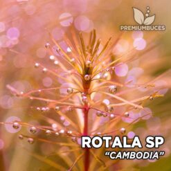 Rotala sp. “Cambodia” Planta de acuario