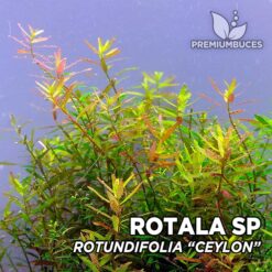 Rotala Rotundifolia “Ceylon” Planta de acuario