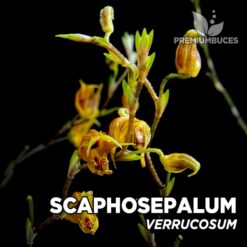 Scaphosepalum Verrucosum orquídea para terrario