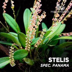 Stelis spec Panama orquídea para terrario