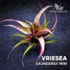 Vriesea Saundersii Mini Planta de terrario