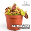 Cephalotus Follicularis Planta Carnívora para Terrario