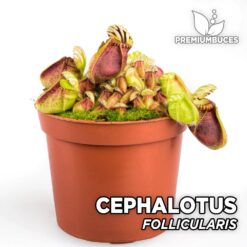 Cephalotus Follicularis Planta Carnívora para Terrario