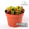 Dionaea Muscipula Planta Carnívora para Terrario